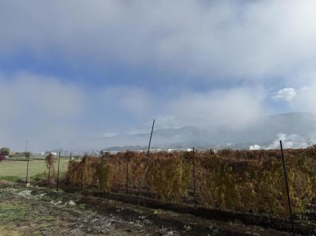 晩秋の長芋畑 秋,朝,景色の写真素材