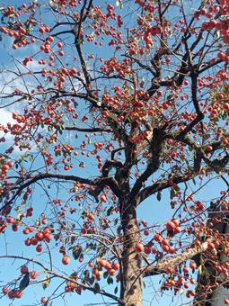 柿の木 柿,青空,山の写真素材