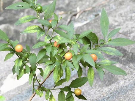 実のなる木 実のなる木 植物,実,川辺の写真素材