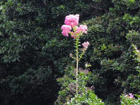 一本だけ高いサルスベリの花の写真