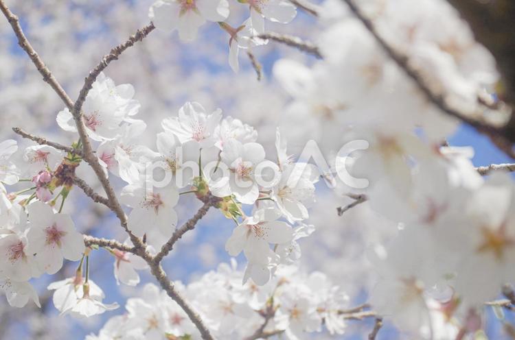 ソメイヨシノ さくら,春,ソメイヨシノの写真素材