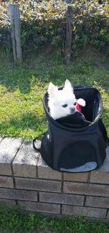 散歩日和 チワワ,小型犬,犬の写真素材