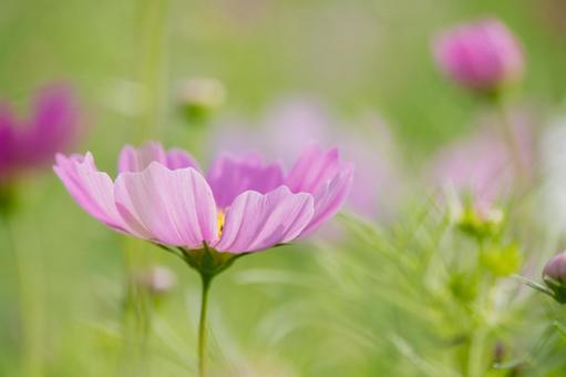 咲きはじめたコスモスの花 咲きはじめたコスモスの花の写真