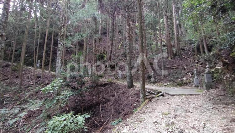 徳島県-太龍寺-写心ヶ嶽への道 太龍寺,写心ヶ嶽,道の写真素材