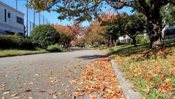 秋の宇喜田公園・紅葉&落ち葉(江戸川区) 秋の宇喜田公園・紅葉&落ち葉(江戸川区) 秋,紅葉,宇喜田公園の写真素材