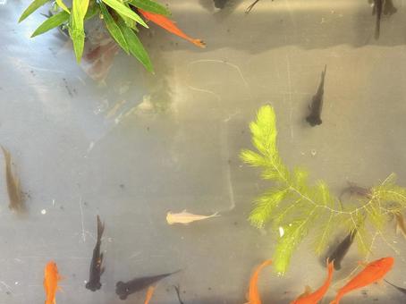 金魚 金魚の写真