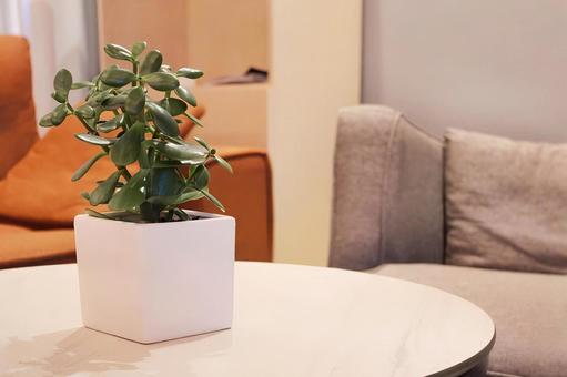 リビングにおいた観葉植物 1 観葉植物,リビング,インテリアの写真素材