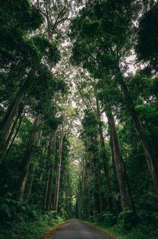 見上げる木々:静寂な森の垂直構図 見上げる木々:静寂な森の垂直構図の写真