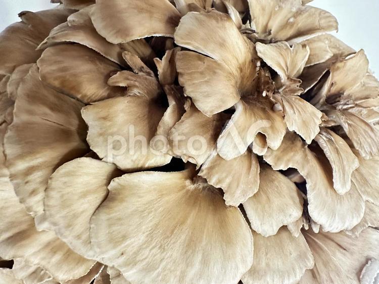 舞茸　マイタケ もみじまいたけ,きのこ,食べ物の写真素材