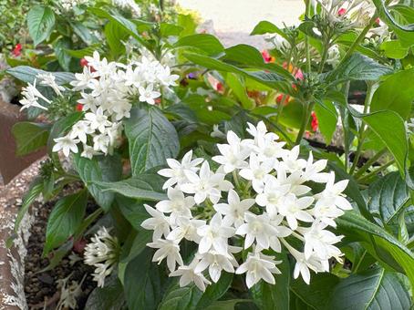 花壇に咲く白いペンタス 花壇に咲く白いペンタスの写真