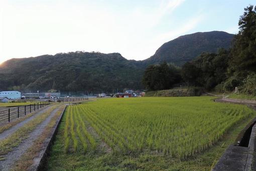 田舎の畦道 田舎,畦道,稲の写真素材