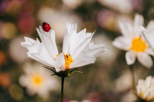 コスモスとてんとう虫 コスモス,てんとう虫,花の写真素材