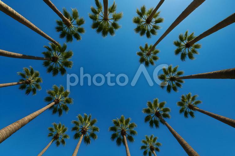 見上げるヤシ並木 ヤシ並木,青空,南国の写真素材