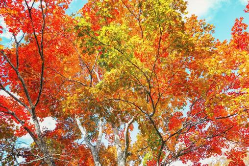 北海道の紅葉 北海道の紅葉 紅葉,秋,季節の写真素材
