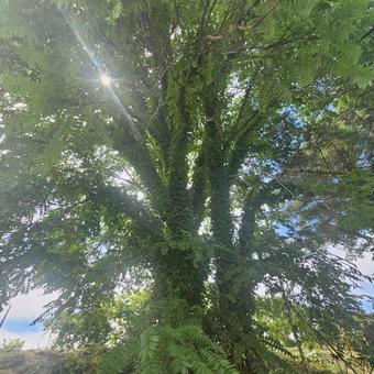草が茂る大木 草が茂る大木の写真