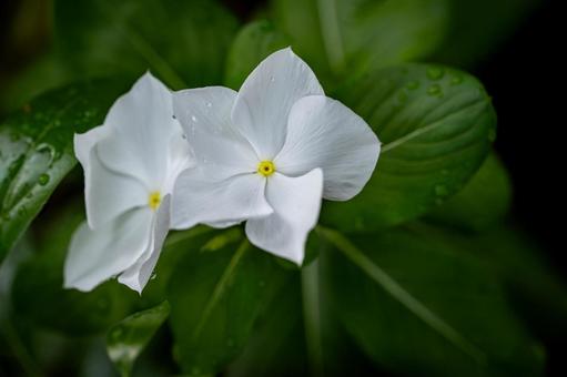 ニチニチソウの写真