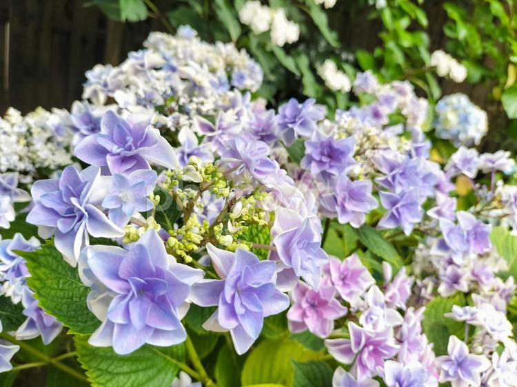 鎌倉の長谷寺にてパステルカラーのアジサイ アジサイ,紫陽花,あじさいの写真素材