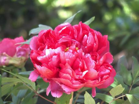 牡丹 牡丹 花,植物,ピンクの写真素材
