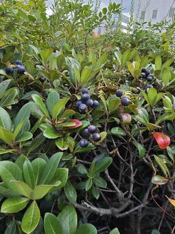 シャリンバイの実 シャリンバイ,木の実,秋の写真素材