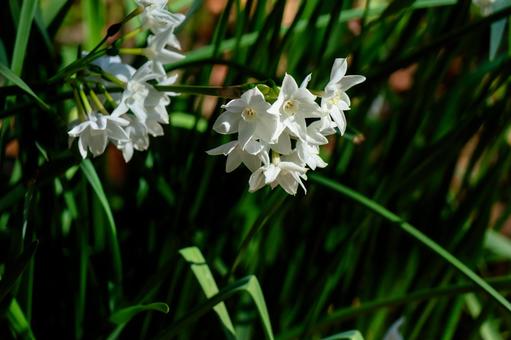 冬の陽射しに咲く白いスイセン スイセン,花,白の写真素材