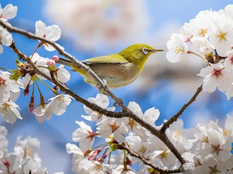桜とメジロ・サクジロー メジロ,サクジロー,野鳥の写真素材