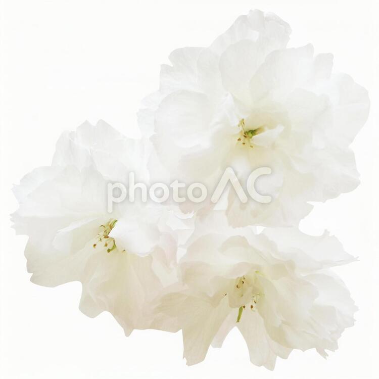 切り抜き素材　桜139 桜,花,白の写真素材