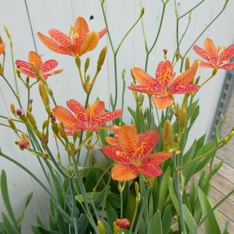 ダルマ緋扇のオレンジ色の花 ダルマ緋扇のオレンジ色の花の写真
