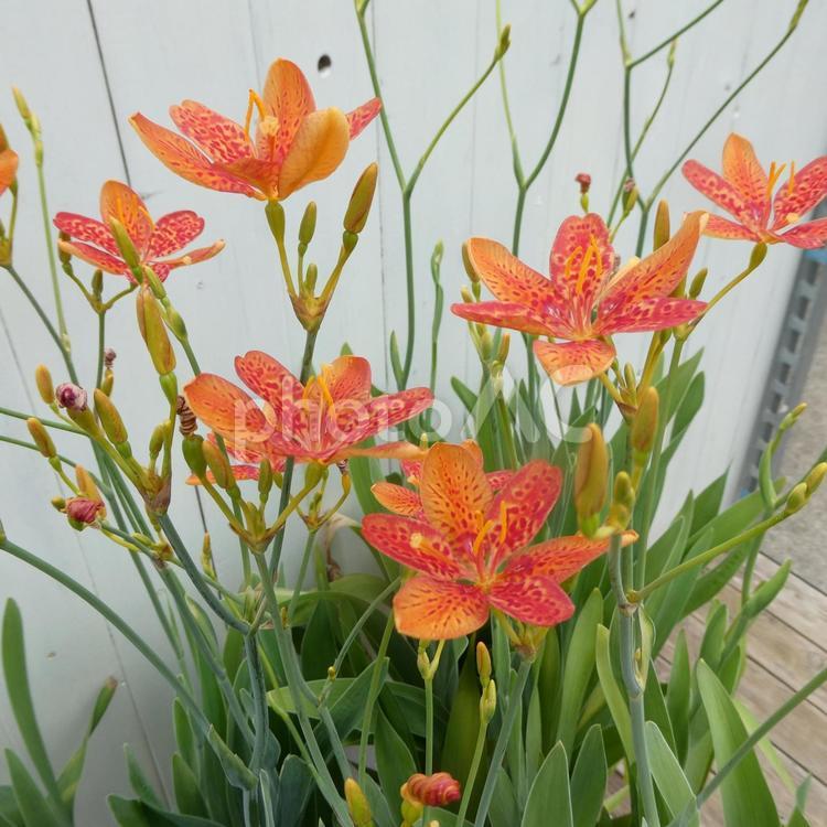 ダルマ緋扇のオレンジ色の花 花,ダルマ緋扇,オレンジ色の写真素材