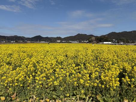 菜の花in南房総 菜の花in南房総の写真