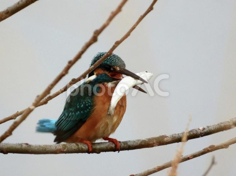 魚を咥えるカワセミ 鳥,野鳥,カワセミの写真素材