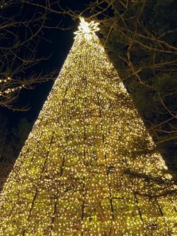 お台場のXmasイルミネーション・東京都 冬,クリスマス,お台場の写真素材