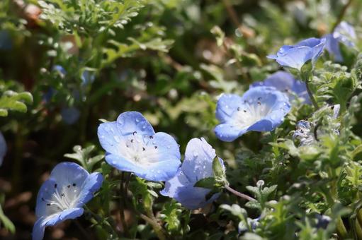 Nemophila after the rain, JPG Nemophila after the rain, JPG