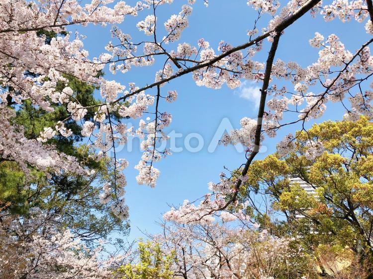 桜と松と空04 松,桜,空の写真素材