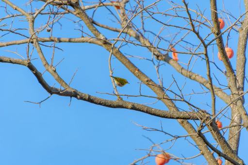 柿の木にとまるメジロと冬の青空 柿の木にとまるメジロと冬の青空の写真