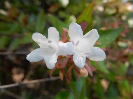 【花の写真】ハナゾノツクバネウツギ 【花の写真】ハナゾノツクバネウツギ ハナゾノツクバネウツギ,アベリア,花園衝羽根空木の写真素材