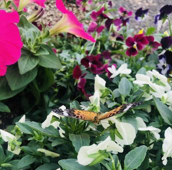 Butterfly sucking nectar③, JPG Butterfly sucking nectar③, JPG