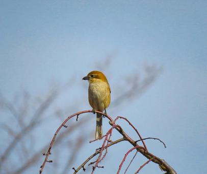 枝に留まるモズのメス 枝に留まるモズのメス モズ,百舌,鳥の写真素材