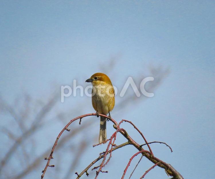 枝に留まるモズのメス モズ,百舌,鳥の写真素材