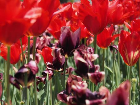 tulips, JPG tulips, JPG