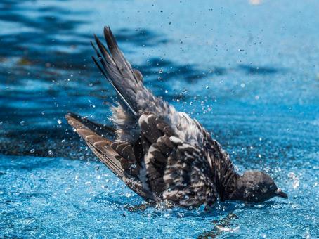ハトの水浴び ハトの水浴びの写真