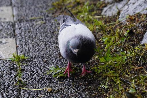 pigeon, JPG pigeon, JPG