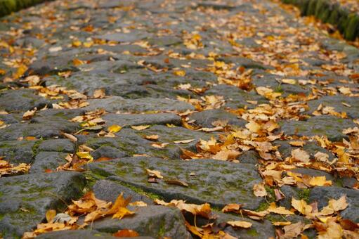大山の登山道の黄色い落ち葉5　紅葉素材 もみじ,紅葉,葉の写真素材