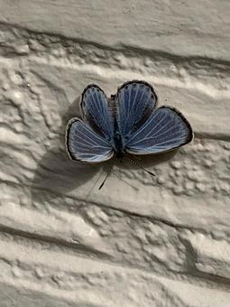 ヤマトシジミ ヤマトシジミ ヤマトシジミ,昆虫,シジミチョウの写真素材