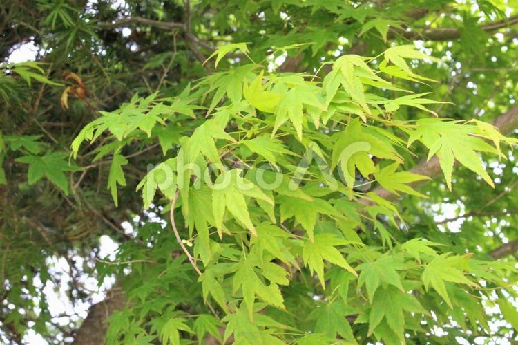 みどりのもみじ もみじ,緑,樹木の写真素材