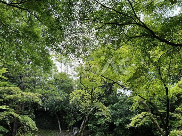 北野天満宮の青紅葉 京都,新緑,苔の写真素材