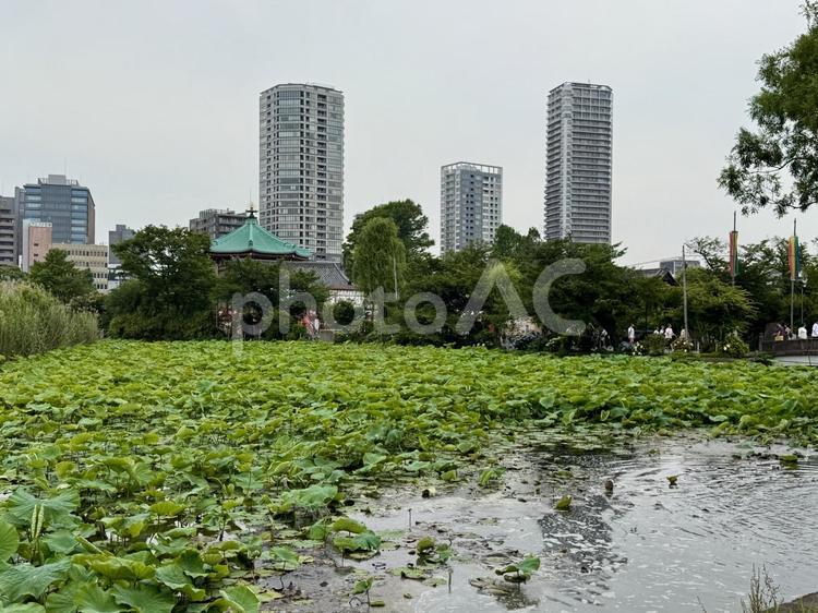 6月上旬の不忍池蓮池 びっしり,不忍池,上野の写真素材