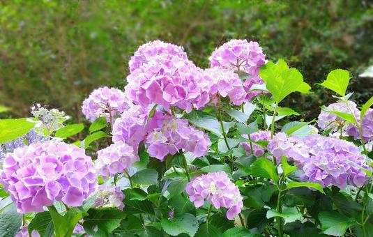 ピンクの紫陽花の花 ピンクの紫陽花の花 アジサイ,ピンク色,紫陽花の写真素材