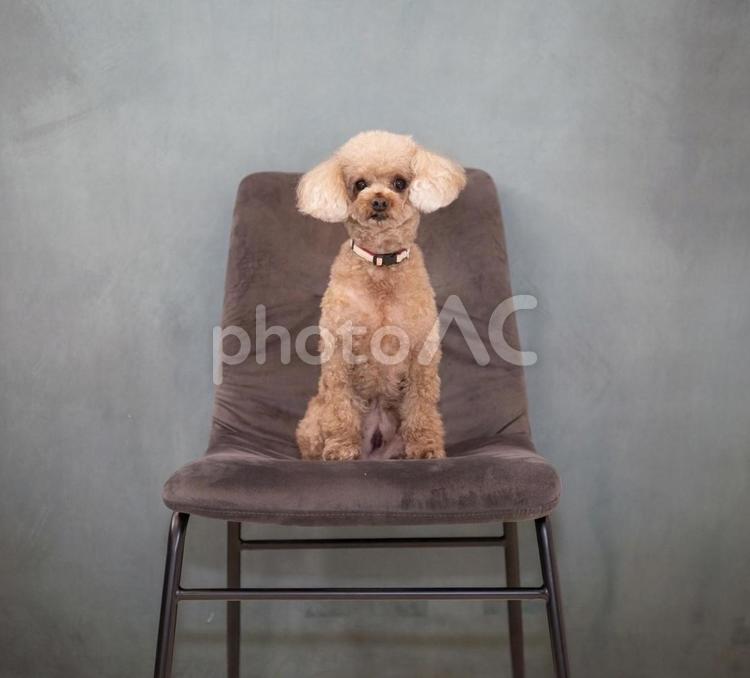 トイプードルの証明写真 トイプードル,犬,動物の写真素材