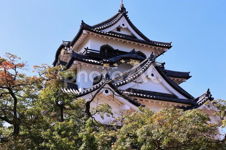 ７月中旬の彦根城の天守閣 背景,彦根城,天守閣の写真素材