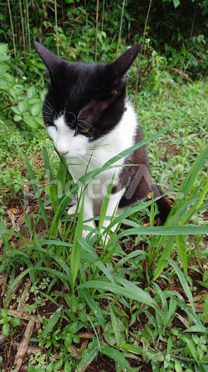 はちわれ猫 猫,草,動物の写真素材